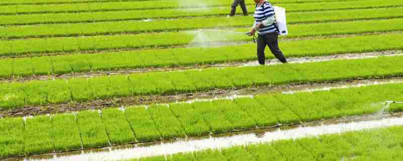 杀虫双水稻药害用什么解药(水稻药害用什么解药)